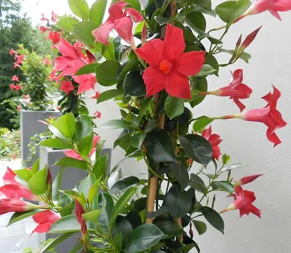 O Sixieme Sens * 维勒斯